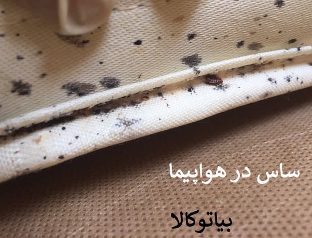 ساس در هواپیما